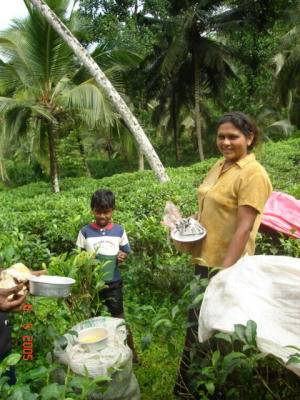 Unser kleiner Teegarten, dessen Erloes auch zum Unterhalt des Chathura-Kinderheims in Sri Lanka beitraegt
