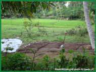 unser Garten  im Chathura-Kinderheim in Sri Lanka 