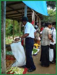 Amaratunga u.Vinitha suchen frisches Gemuese fuer unsere Kueche im Chathura-Kinderheim in Sri Lanka 