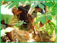Maniokpflanzen im Garten vom Chathura-Kinderheim in Sri Lanka 