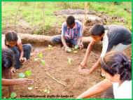 die ersten Gemuesepflanzen werden gesetztdie Kinder im Chathura-Kinderheim in Sri Lanka 