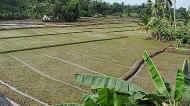 die Reisfelder am Chathura-Kinderheim sind bereits wieder neu eingesät 