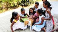alle lieben Miki, unsere Haushündin im Chathura-Kinderheim in Sri Lanka 