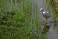 Vögel suchen zwischen den jungen Reispflanzen nach Fressbarem 