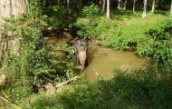 ein Arbeitselefant nimmt ein kühles Bad im Fluss. 