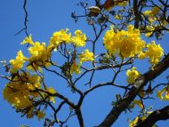 Eine herrlich gelbe Baumblüte im Hochland von Sri Lanka. 