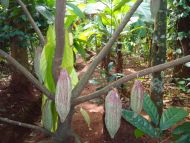 Auch Kakaopflanzen gedeihen im Hochland von Sri Lanka. 