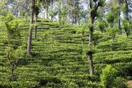 Überall im Hochland von Sri Lanka sieht man die grünen Teeplantagen. 