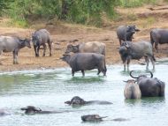 der Stausee inmitten des Udawalawe Nationalparks ist ein wichtiger Lebensraum für viele Tiere