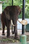 Video - Elefant im Dehiwala-Zoo - 