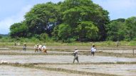Anfang Mai 2017 haben die Bauern die Reisfelder für die Einsaat vorbereitet. 