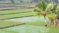 das erste zarte Grün auf den Reisfeldern kann man schon sehen.