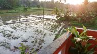 die Reisfelder neben dem Chathura-Kinderheim waren überschwemmt