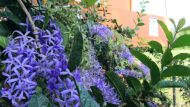 wunderschöne blaue Blüten am Chathura-Kinderheim 