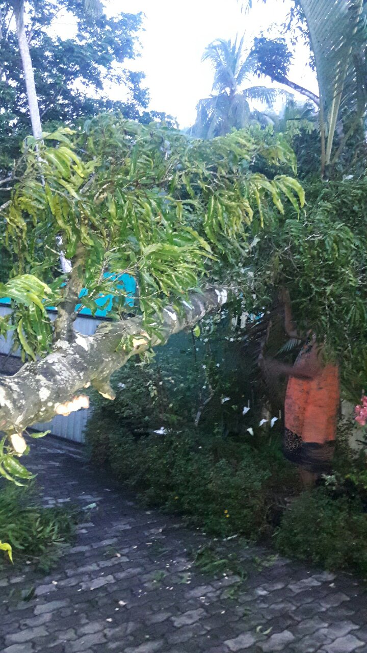 bei einem Sturm ist ein großer Baum im Hof des Chathura-Kinderheims umgefallen