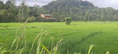 Üppig grüne Reisfelder rund ums Chathura-Kinderheim