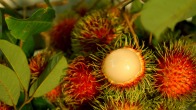 Die Früchte des Rambutanbaumes im Hof des Chathura-Kinderheimes sind reif