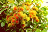Die Früchte des Rambutanbaumes im Hof des Chathura-Kinderheimes sind reif