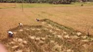 die Reiskörner sind Ende Februar 2016 reif und werden geerntet