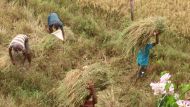 die Reisbündel werden auf dem Kopf aus dem Reisfeld transportiert und zum Bauernhof getragen. 