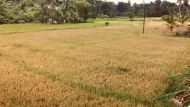 die Reisfelder rund ums Chathura-Kinderheim verfärben sich schon gelb und werden bald geschnitten