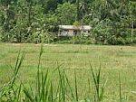unser grosses Grundstueck mit Teegarten, das zum Chathura-Kinderheim in Sri Lanka gehoert 